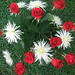 Toby Rose Photo 27