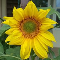 Ann Cotter Photo 8