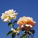 Leon Rosen Photo 19
