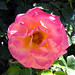 Wm Rose Photo 17