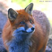 Kent Fox Photo 25