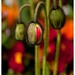 Dan Blume Photo 22