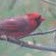 Karen Rubinstein Photo 11