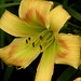Sue Herrington Photo 21