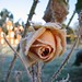 Rose Platt Photo 25
