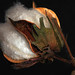 Paul Boll Photo 23