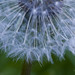 Cindy Cotton Photo 27