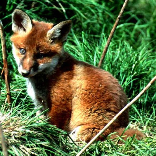 Karl Fuchs Photo 6