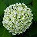 Laurie Bloom Photo 29