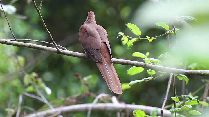 Dove Brown Photo 13