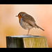 Robin Bench Photo 21