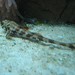 Thomas Shedd Photo 25