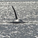 Robert Leahy Photo 37