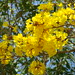 Flor Nunez Photo 33