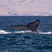 Mark Musculus Photo 8
