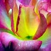 Russell Rose Photo 41