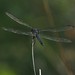 Jay Mangum Photo 25