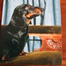 Dennis Toby Photo 15