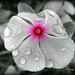 Tony Paredes Photo 41