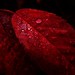 Lindsey Leaf Photo 11