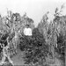 Charles Corn Photo 27