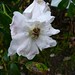 Henry Rosas Photo 35
