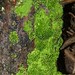 India Moss Photo 23