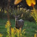 Andrew Deer Photo 24