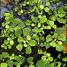 Bart Green Photo 27