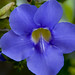 Patricia Vine Photo 23