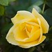 Heath Rose Photo 26