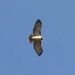 Jesse Hawk Photo 32