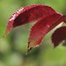 Rose Kindle Photo 15