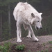 Dave Wolf Photo 45