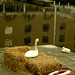 Katherine Swan Photo 37