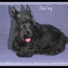 Scottie Bailey Photo 34