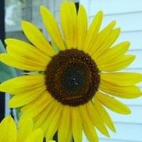 Laurel Webb Photo 6