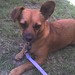 Dexter Foster Photo 29