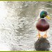 Stephen Mallard Photo 25