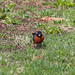Robin Needham Photo 31