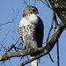 Austin Hawk Photo 36