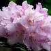 Gary Lavender Photo 20