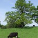 Trent Wood Photo 40