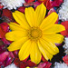 Sonya Groves Photo 15