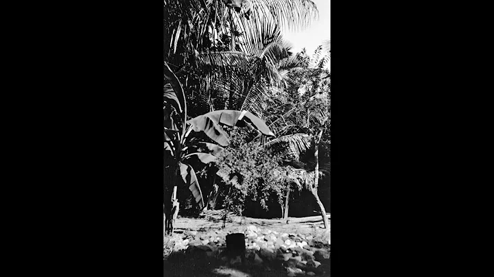 Jonathan Palm Photo 18