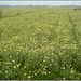 Che Vang Photo 23