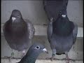 Barry Laycock Photo 3