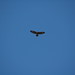 David Buzzard Photo 32