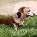 Telly Brown Photo 38