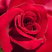 Peggy Bloom Photo 28